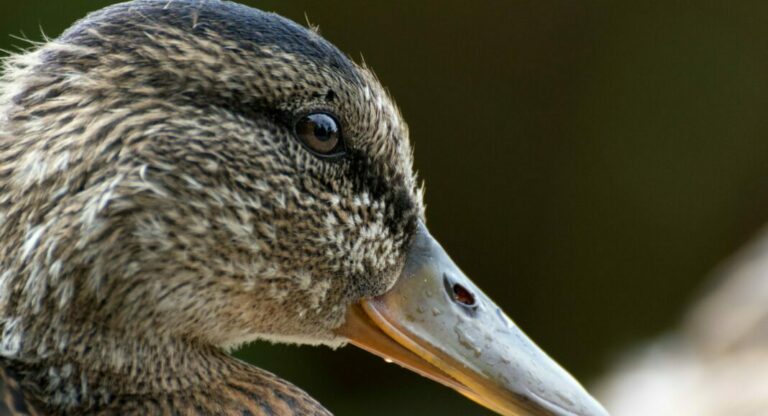 Guerre du foie gras à New York: les producteurs remportent une bataille