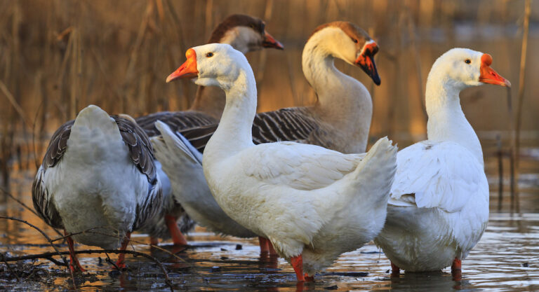 Nouvelle victoire pour les producteurs de foie gras à New York