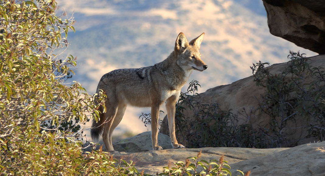 Le coyote, craint des toutous et leurs maîtres