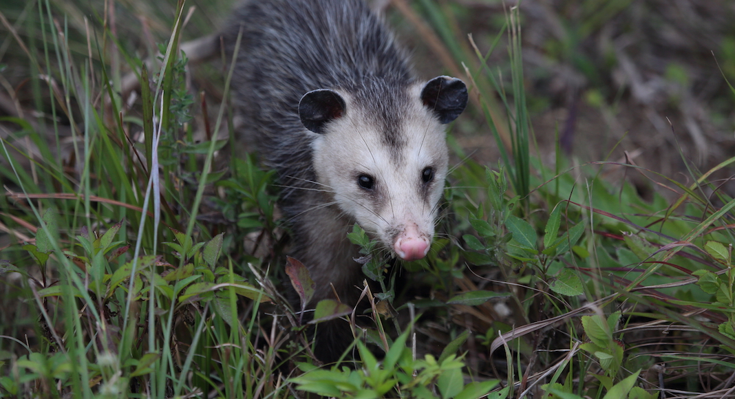 L'opposum, un animal sauvage mais gentil