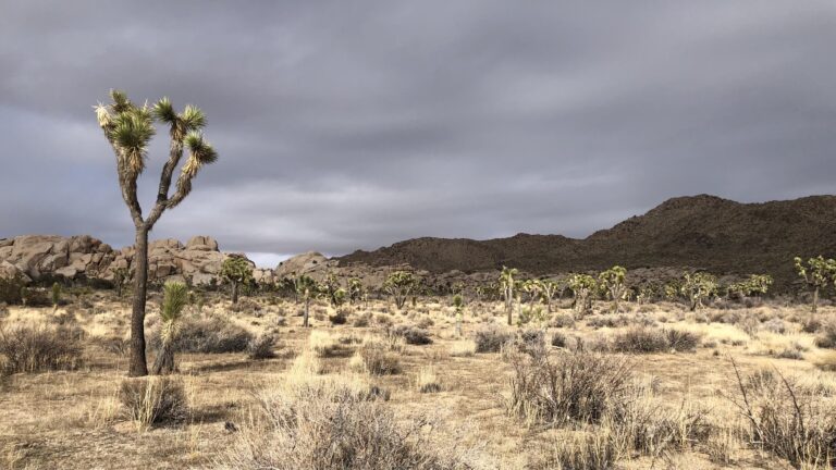 Escapade : Un week-end au Joshua Tree National Park