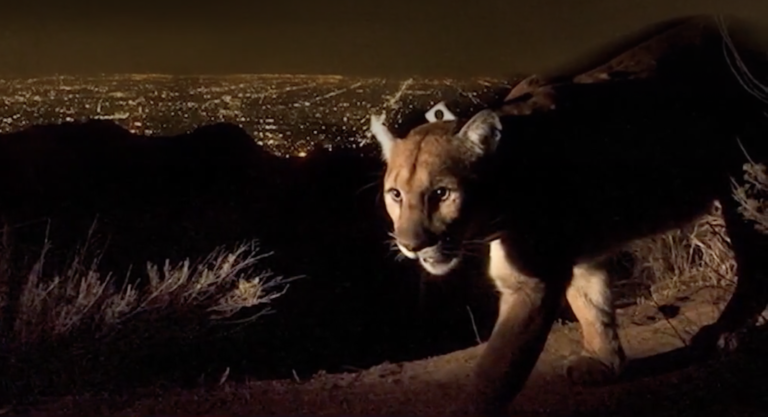 Los Angeles, le royaume des animaux