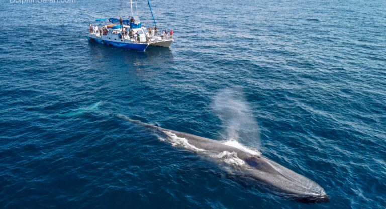 Embarquez voir les baleines et les dauphins à Dana Point