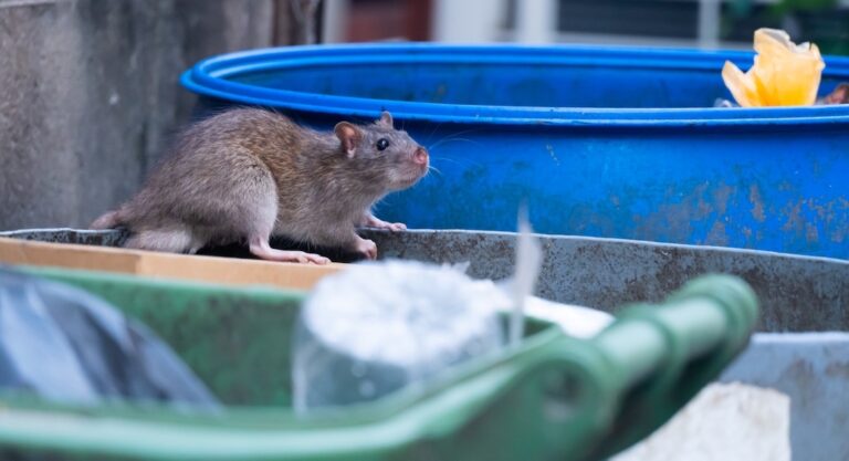 Pourquoi y a-t-il autant de rats à New York?