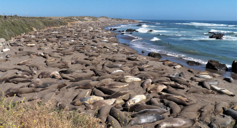 5 endroits pour voir phoques et éléphants de mer près de San Francisco