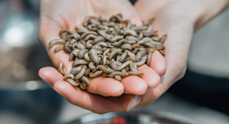 Le succès français des farines d’insectes aux Etats-Unis