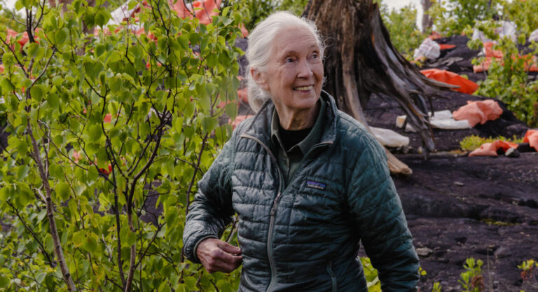 «Reasons for Hope», le dernier film sur Jane Goodall projeté au Perot Museum de Dallas