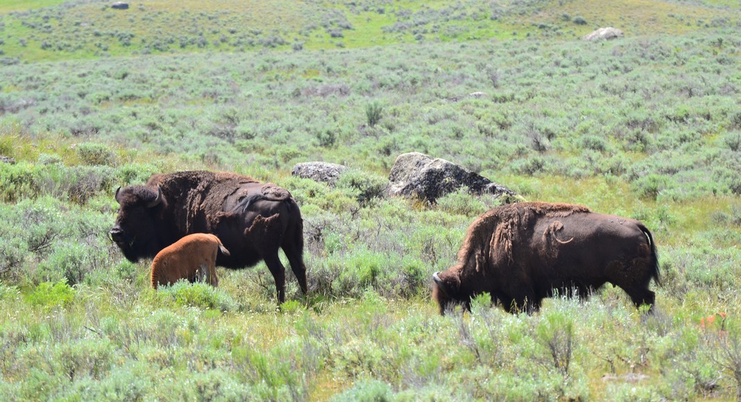 parc national Yellowstone