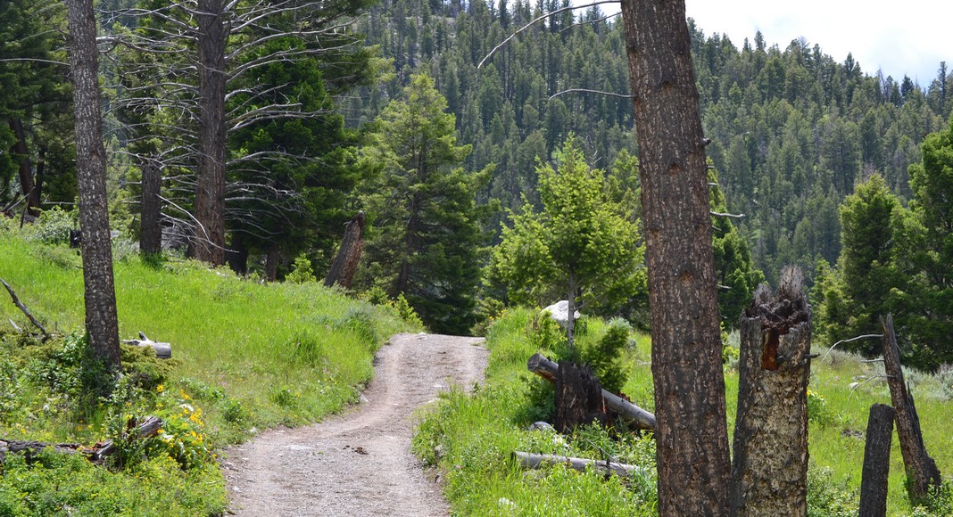 parc national Yellowstone
