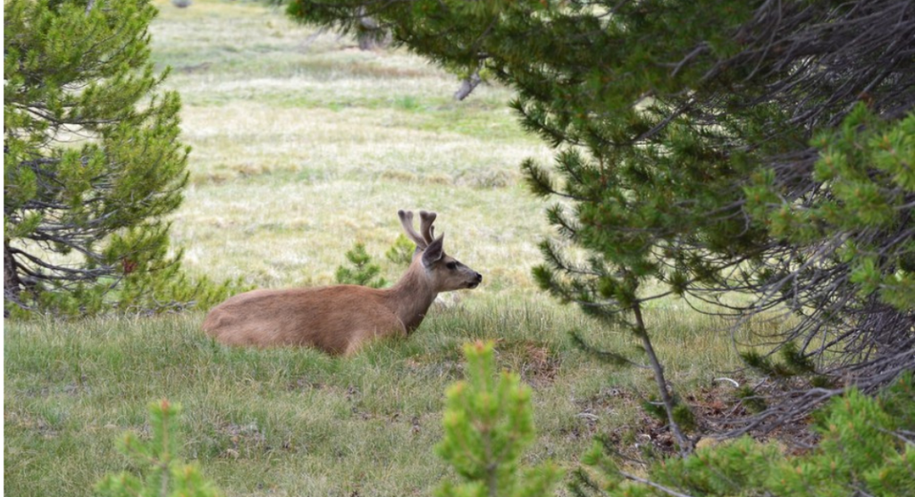 parc national de Yosemite