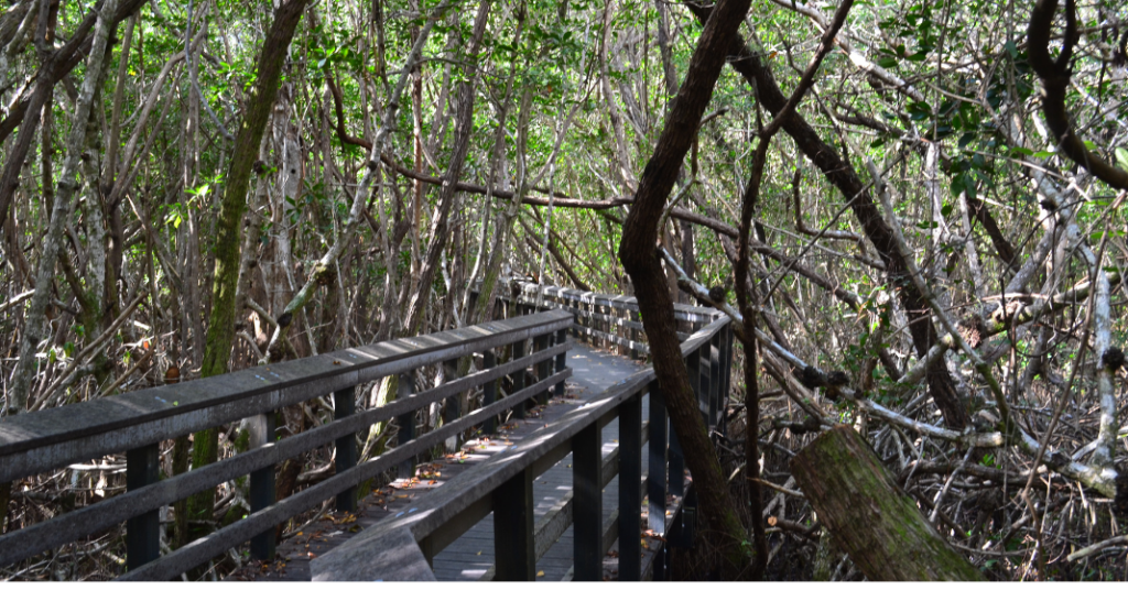 Marais du parc national des Everglades