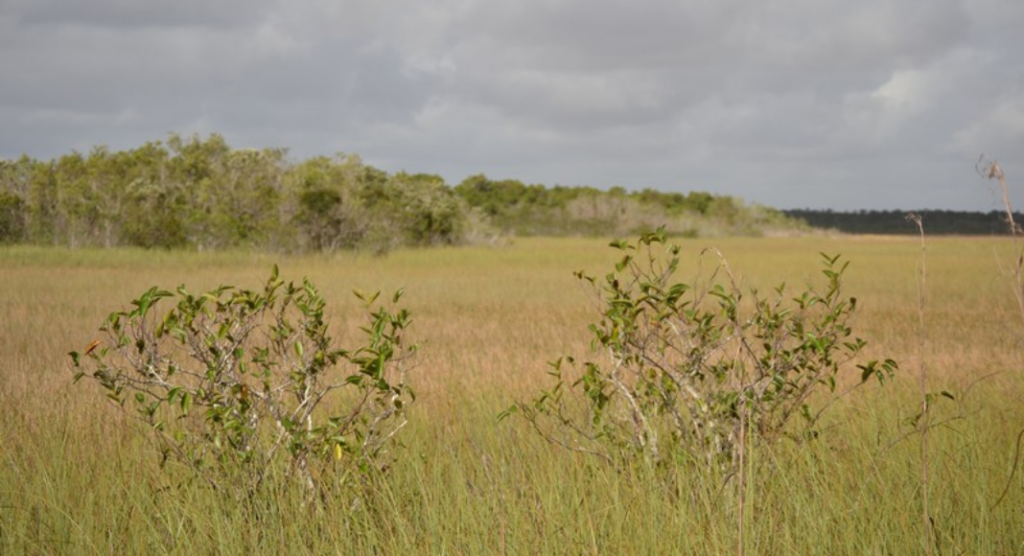 Steppe parc national des Everglades