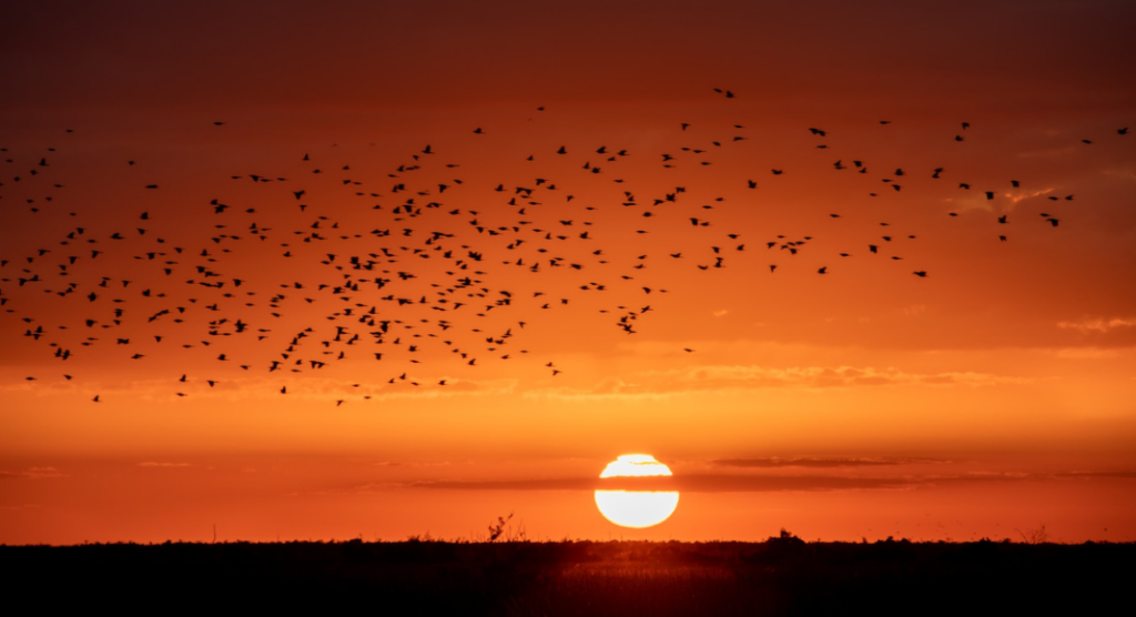 Coucher de soleil parc national des Everglades