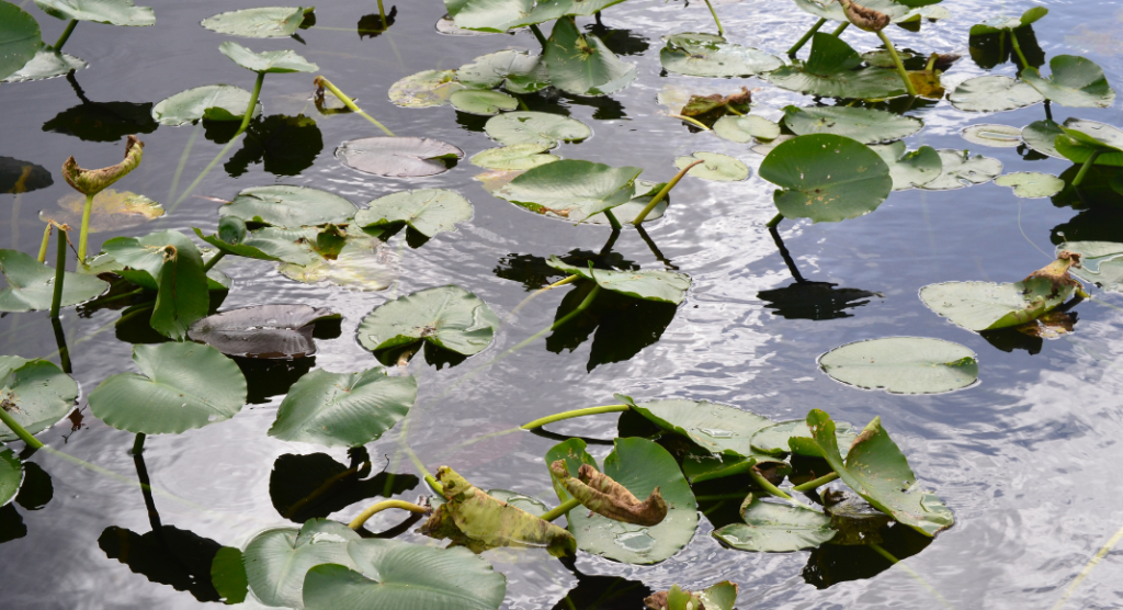 Balade parc national des Everglades