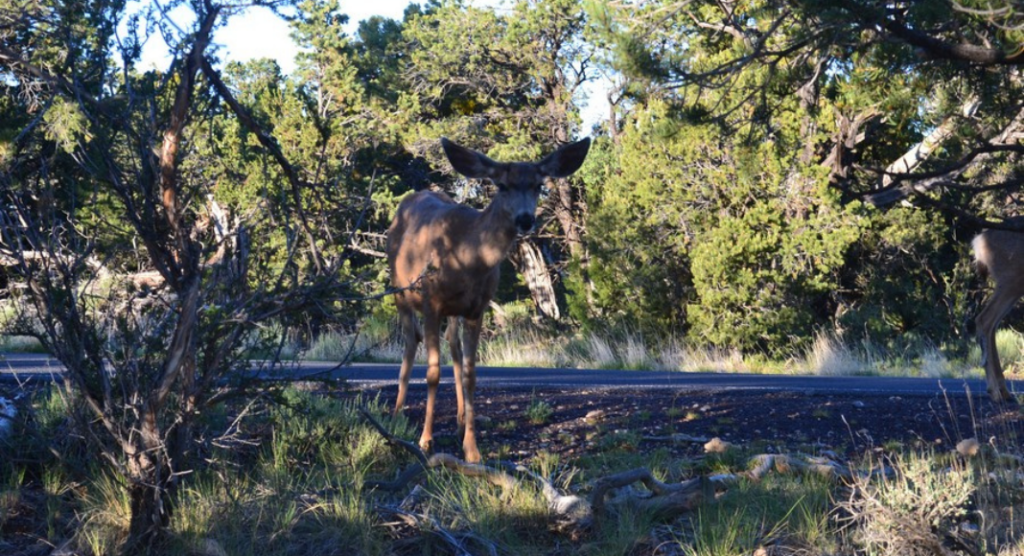 Biche du Grand Canyon