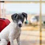 S’expatrier aux États-Unis avec son animal de compagnie, mode d’emploi