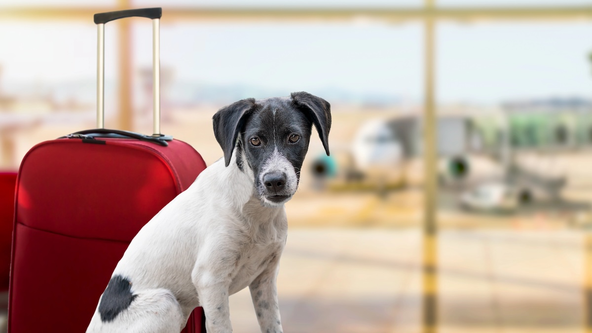 S’expatrier aux États-Unis avec son animal de compagnie, mode d’emploi