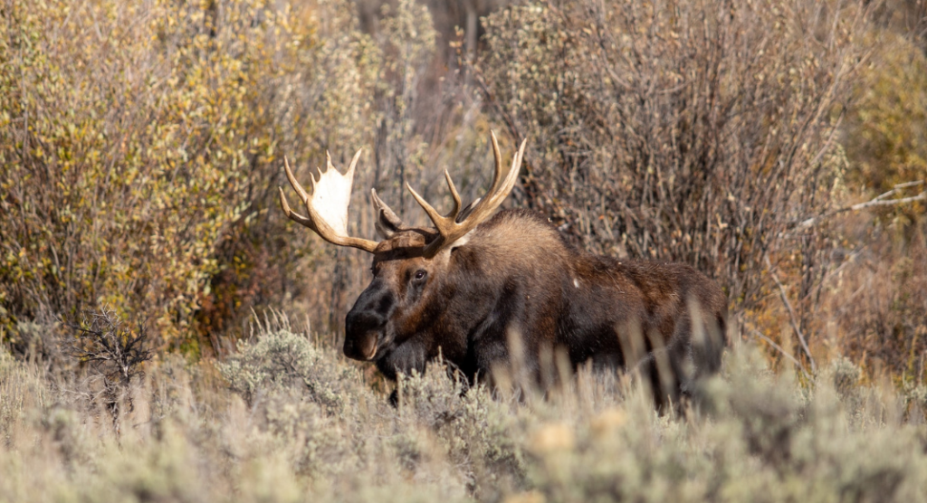 Faune du Grand Teton