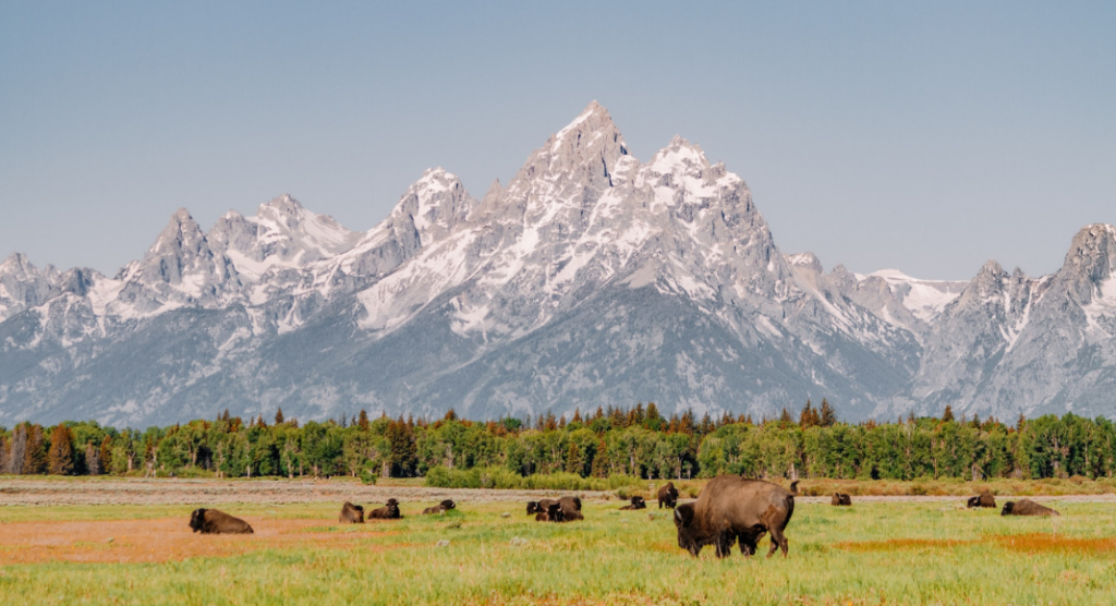 Bisons Grand Teton