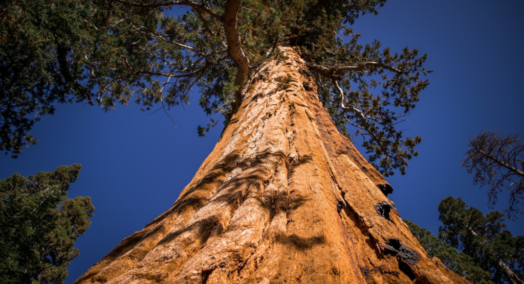 General Sherman Tree