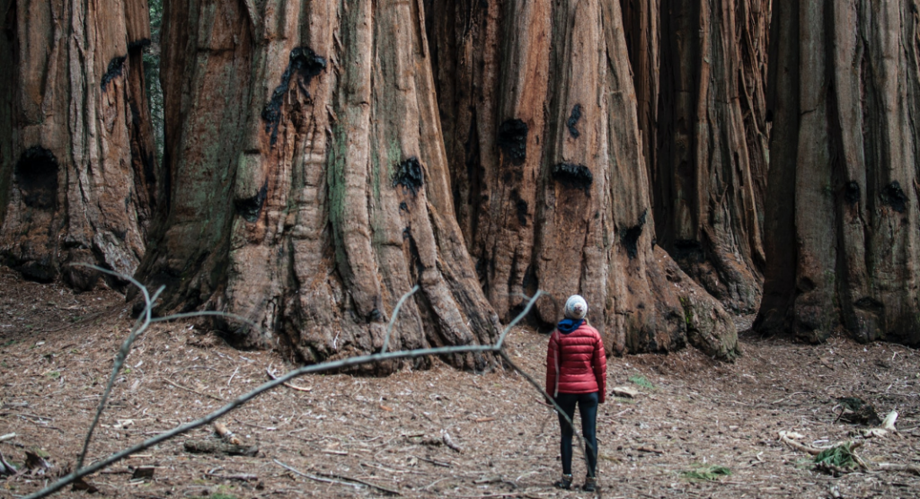 Observer les sequoias de Kings Canyon