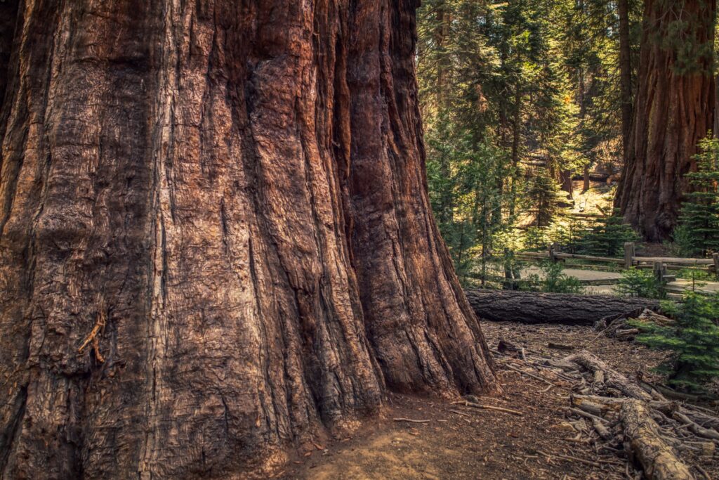 Tronc Sequoia