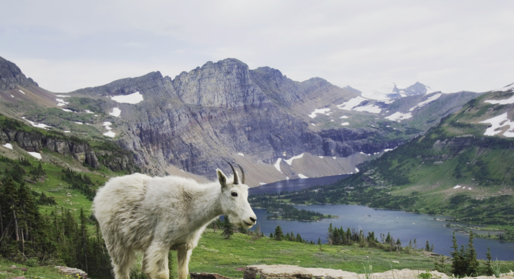 Chèvre des montagnes rocheuses au parc national de Glacier
