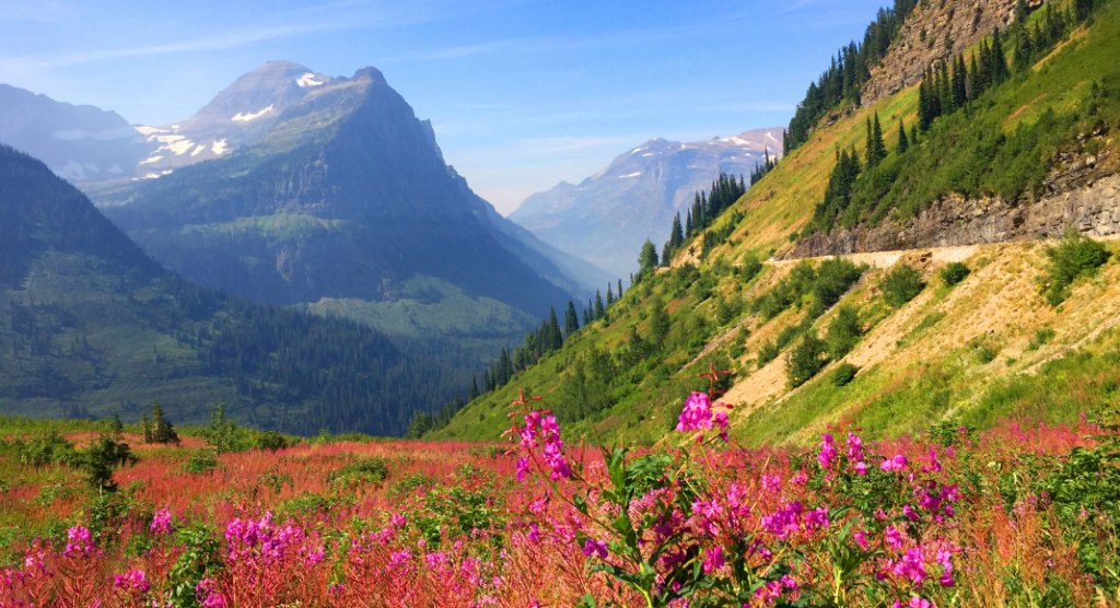 Parc national de Glacier en fleurs