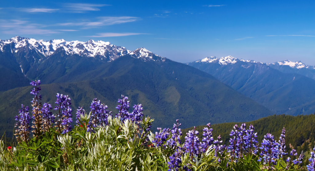 Point de vue Hurricane Ridge