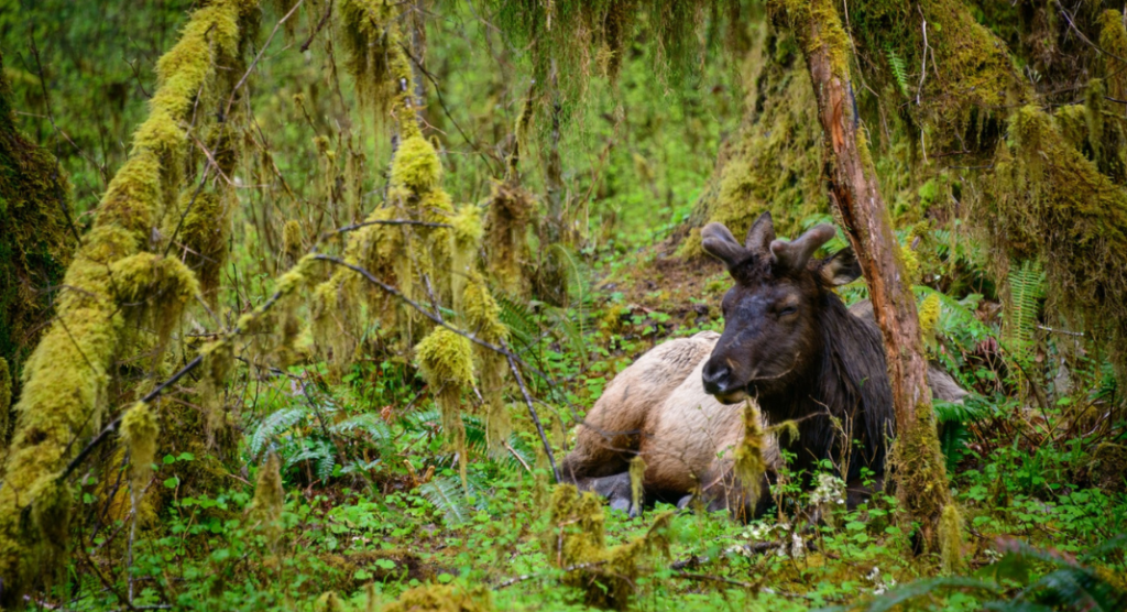 Cerf Roosevelt Hoh Rain Forest