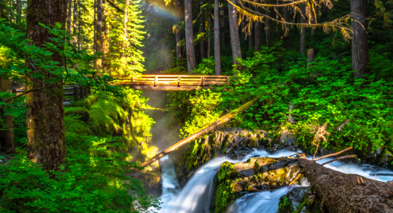 Parc national d’Olympic: De l’océan Pacifique à la forêt pluviale