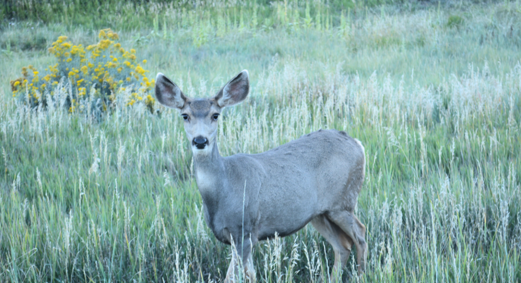 Biche Mesa Verde