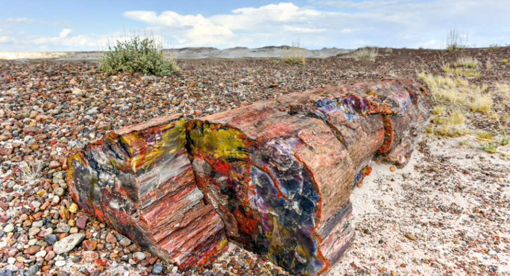 Bois fossilisé national de Petrifiel