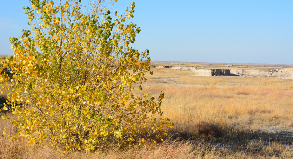 Prairies herbeuses parc national de Badlands