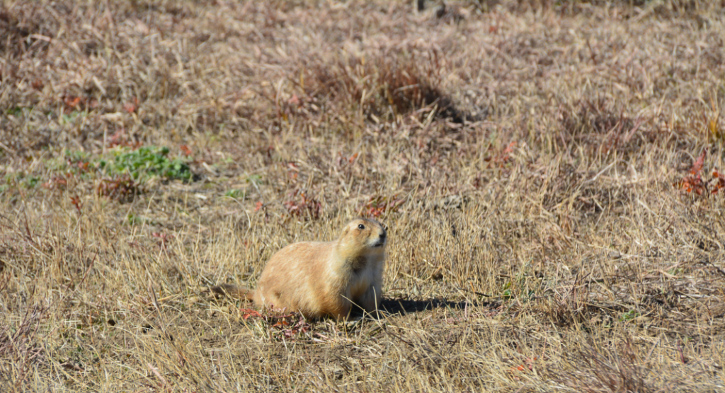 Chiens de prairies Badlands