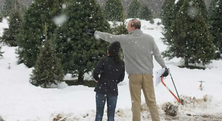 Noël : Où couper son sapin autour de Washington ?