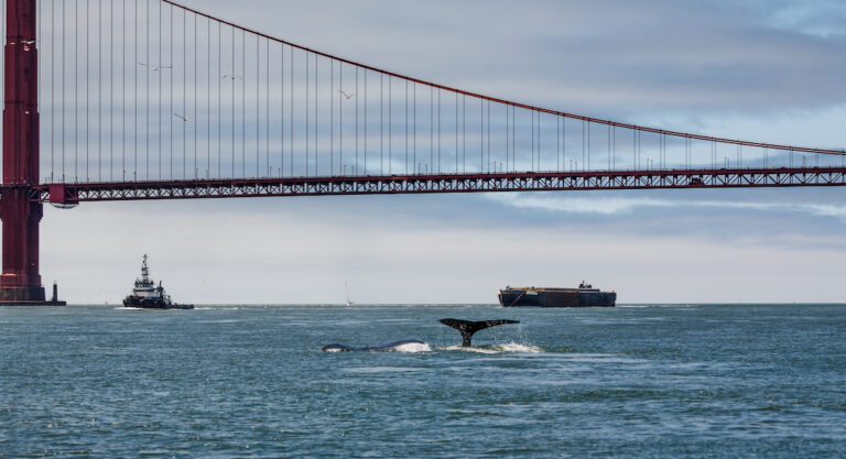 Où voir les baleines passer au large de San Francisco?