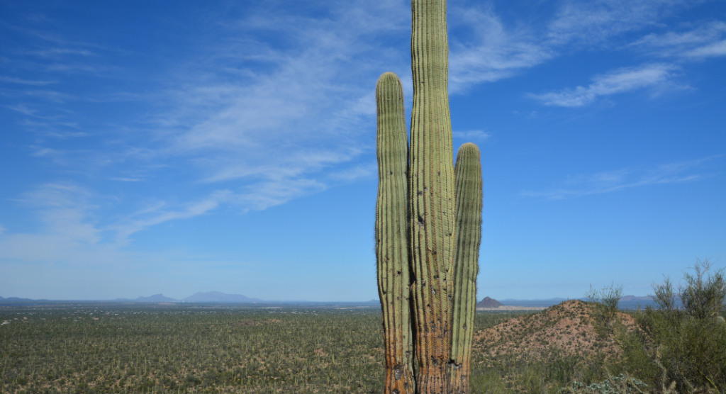 cactus saguaro