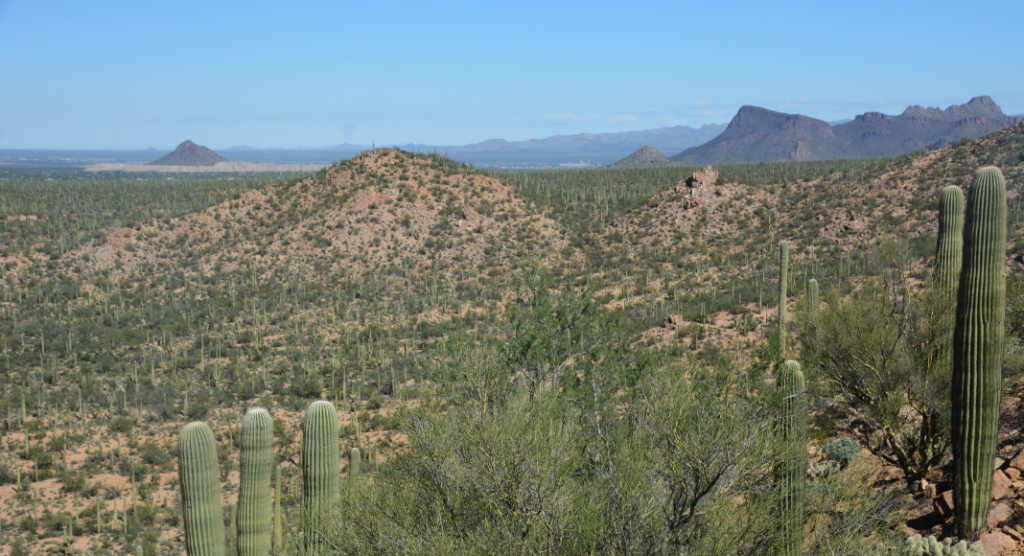 montagne et désert saguaro