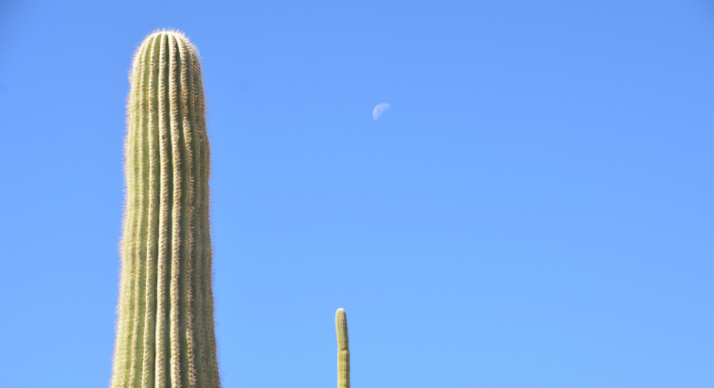 lune et saguaro