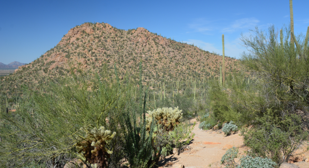 montagnes saguaro