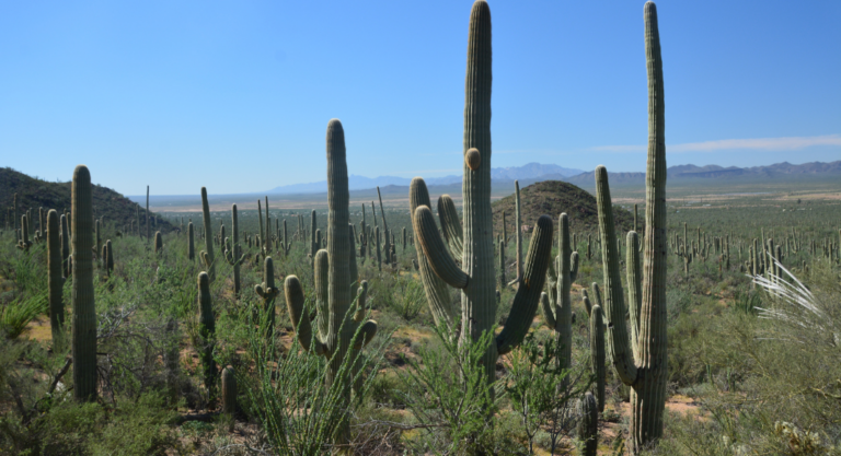 Parc national de Saguaro: Des cactus à perte de vue