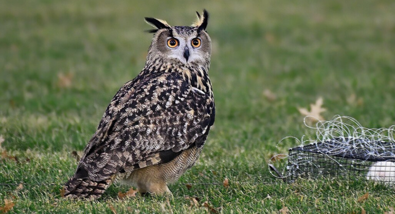Brèves new-yorkaises: Flaco le hibou et Rover l’aigle sont morts
