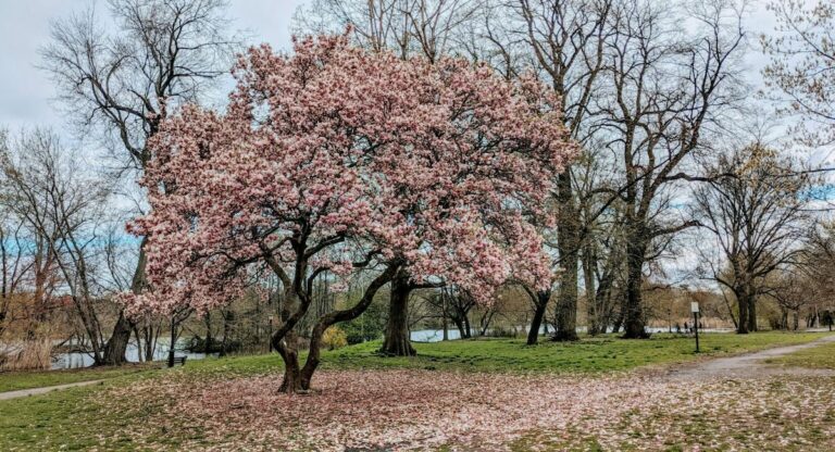 Brèves new-yorkaises: Contrôle des sacs dans le métro, cerisiers en fleurs et changement d’heure