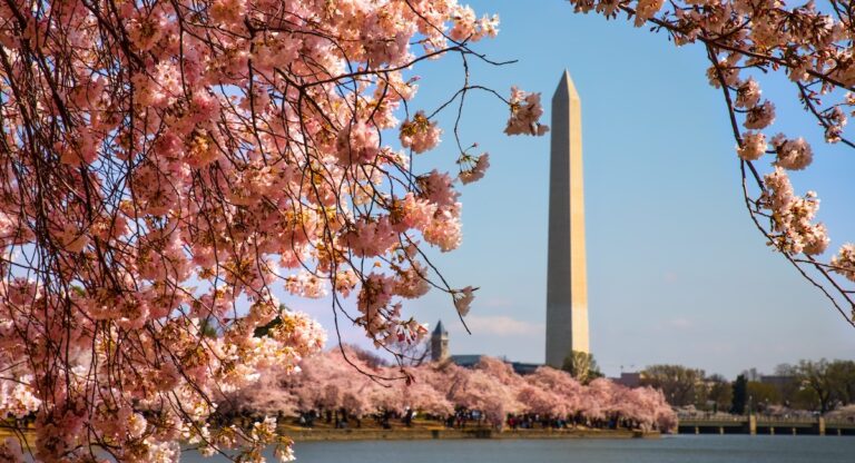 Cherry Blossom 2025 : Balades et festivités à Washington
