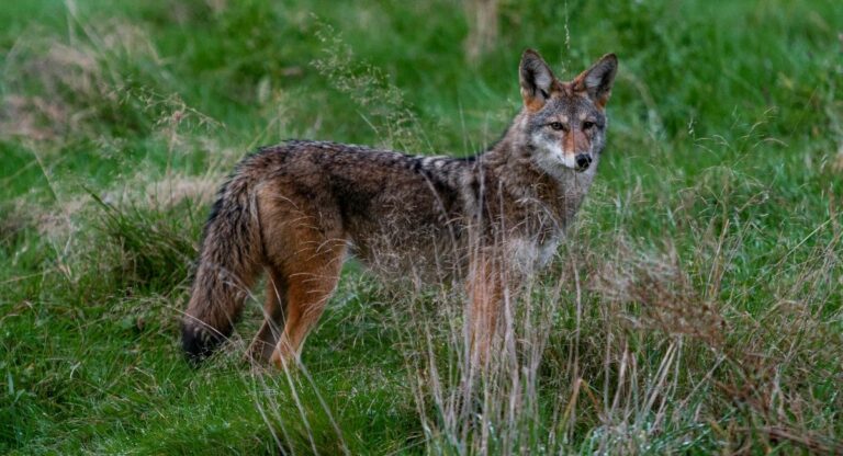 Brèves new-yorkaises : Les coyotes sont dans la ville