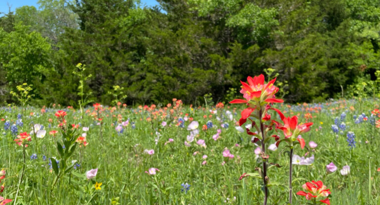 Festivals et balades au Texas, c’est la saison des bluebonnets !
