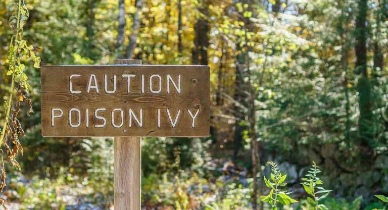 Poison Ivy, la plante qui peut gâcher votre été
