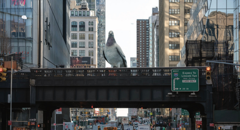Brèves new-yorkaises: Gros pigeon, ours mort et canard géant