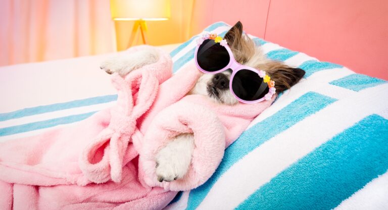 Que faire (d’un peu fou) avec son chien à New York ?